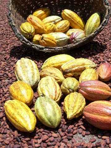 Feiner venezolanischer Kakao, Single-Origin